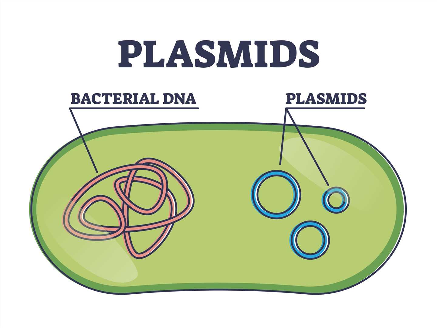 Fig 1. Plasmids. (Creative Biolabs Authorized)