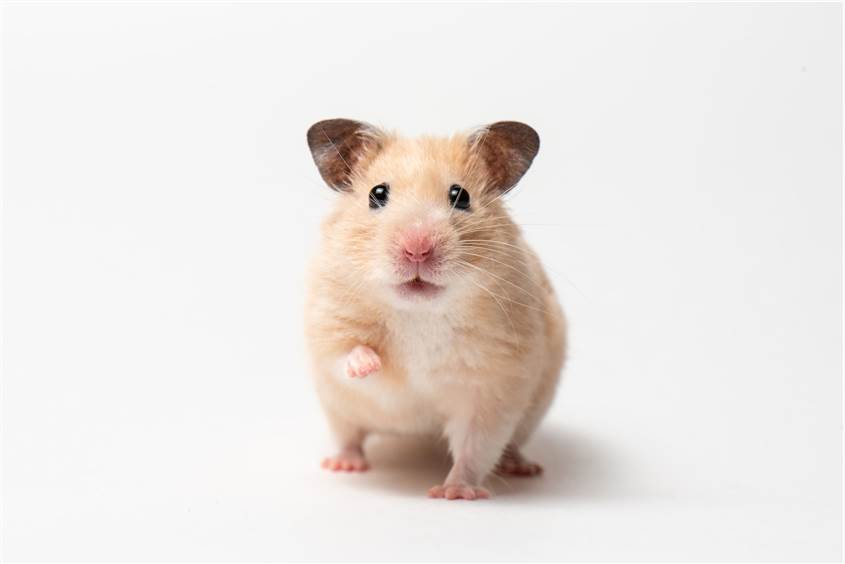 Fig 1. Hamster. (Creative Biolabs Authorized)