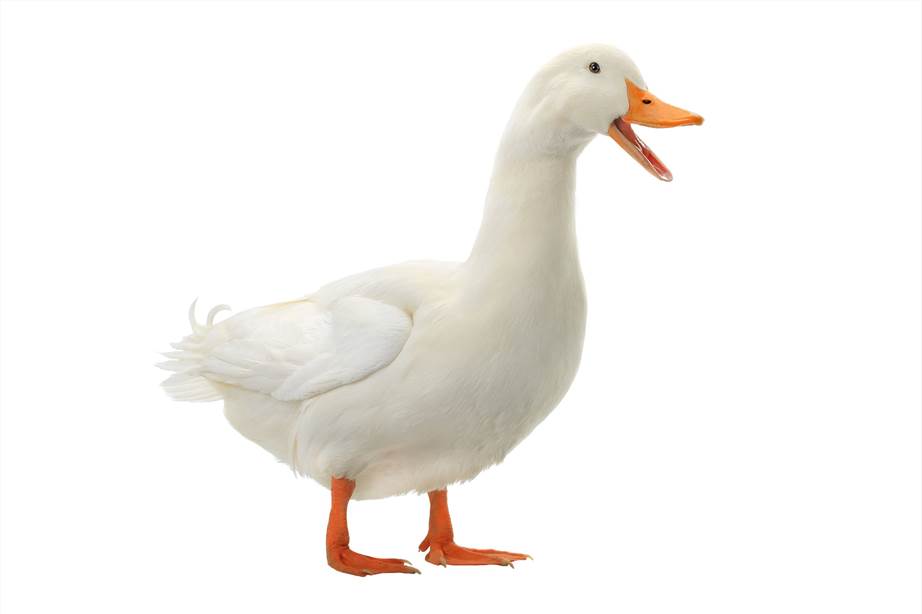 Fig 1. Duck. (Creative Biolabs Authorized)