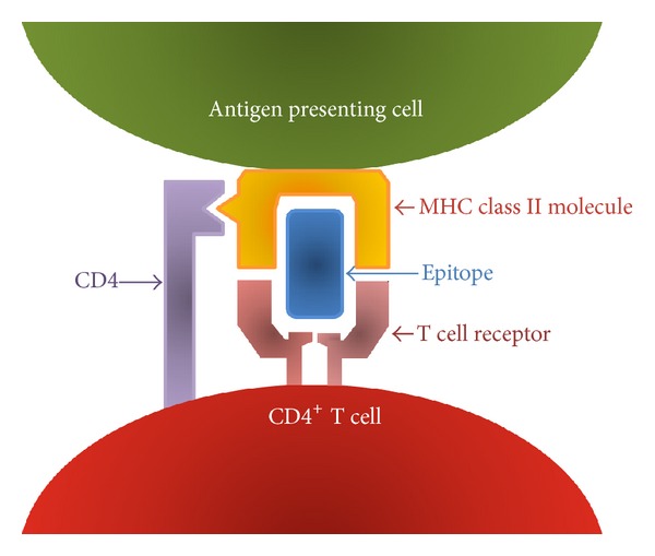 Fig. 1 T cells recognize a complex of a peptide fragment and MHC (HLA in humans). (Paul Sinu, 2013)