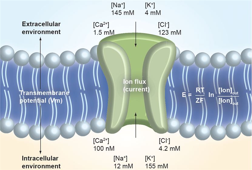 Activation of ion channels leads to ion flux down an electrochemical concentration gradient and concomitant changes in transmembrane potential.