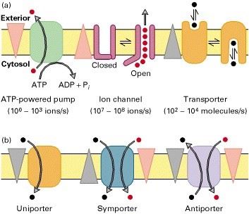 Rhodopsin-Like GPCR