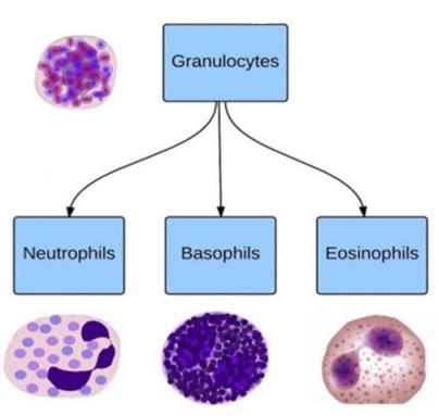 Types of granulocytes (Al-Dulaimi, 2018)