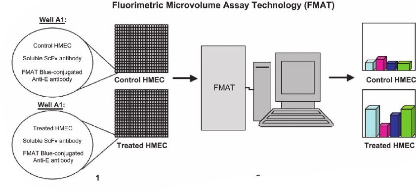 Schematic representation of FMAT for high-throughput screening of soluble scFv recombinant antibodies.