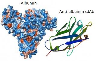 Anti-Albumin Single Domain Antibody Discovery Service