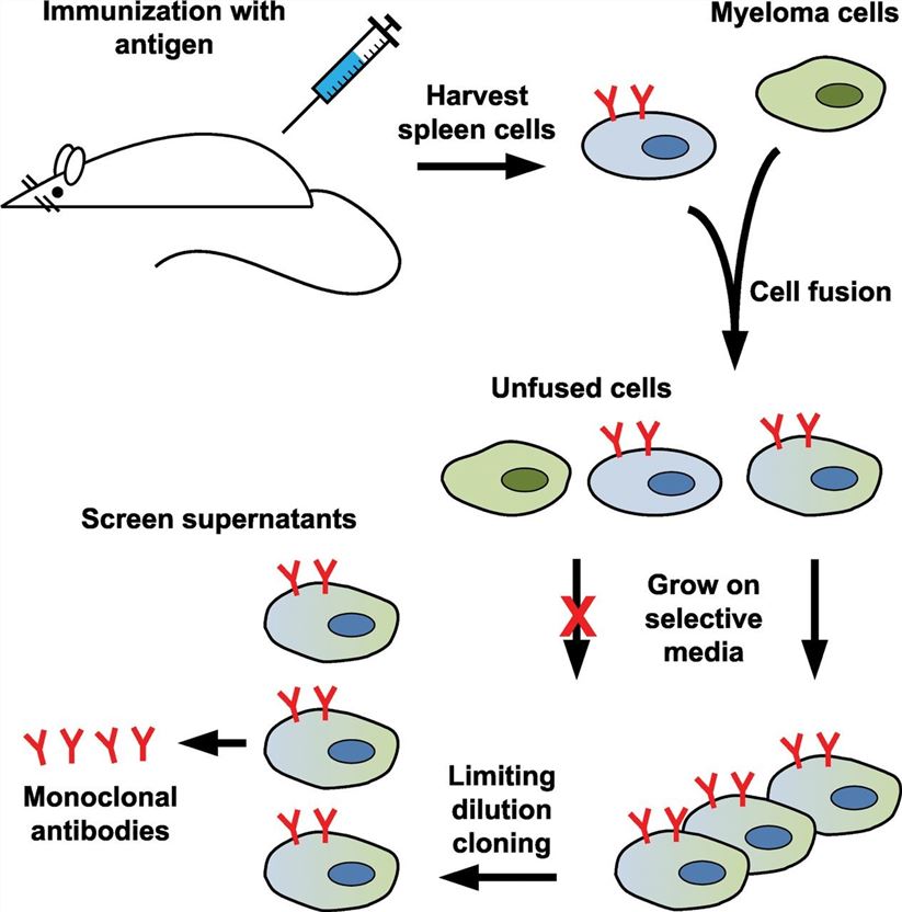 Anti-Membrane Protein Antibody Discovery Using Hybridoma