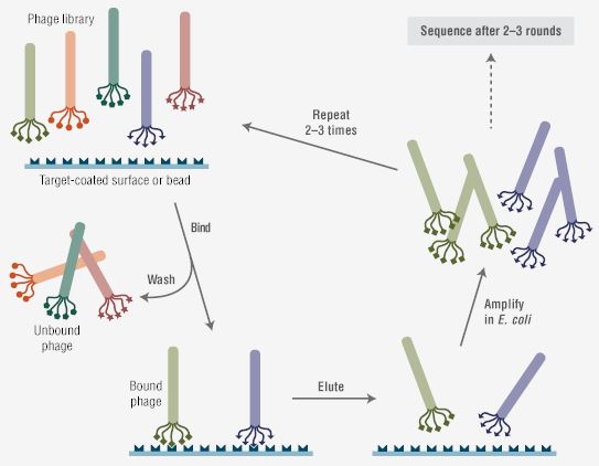Anti-Membrane Protein Antibody Discovery Using Rat Phage Display Immune Library