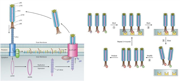 Anti-Membrane Protein Antibody Discovery by Phage Display Technology