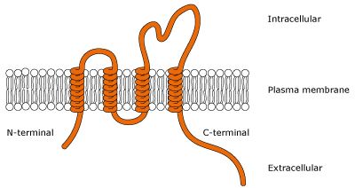 Anti-Membrane Protein Antibody Production Using Designed Peptides