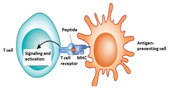 Antigen-specific T cell responses are initiated through the interaction of TCR, expressed on T cells, and the corresponding peptide-MHC protein complex expressed by antigen-presenting cells (Newell & Davis 2014).
