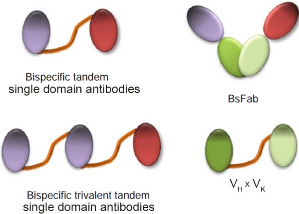 Bispecific Single Domain Antibody Production