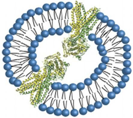 Magic™ Cell-Free Membrane Protein Expressions into Liposomes