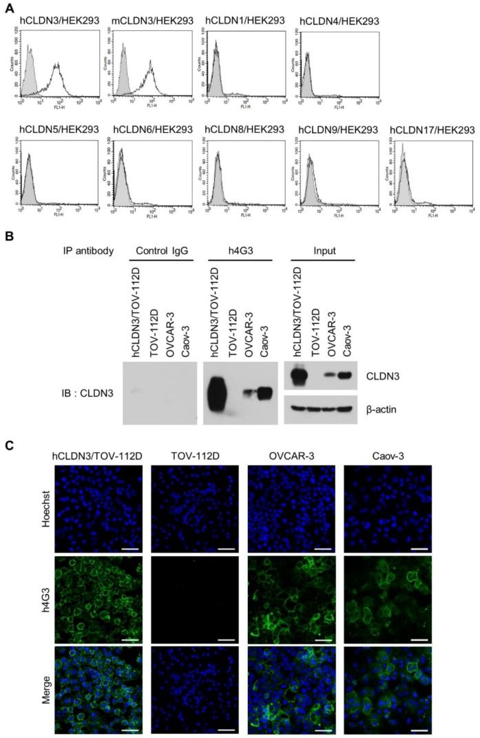 Specificity and conformational structure recognition of h4G3 against claudin-3 (CLDN3). (A) Stable CLDN-expressing HEK293 cells were stained with h4G3 and detected by flow cytometry. (B) The cell lysates were prepared using a probe sonicator in PBS buffer and precipitated with h4G3 or control human IgG. (C) hCLDN3/TOV-112D, TOV-112D, OVCAR-3, and Caov-3 cells were incubated with h4G3 for 1 h at 4 °C, fixed, and stained with fluorescein isothiocyanate (FITC)-conjugated goat anti-human IgG. (Yang, H., et al., 2019)