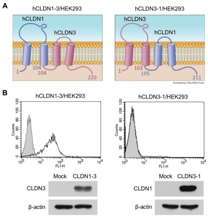 Binding of h4G3 to the second extracellular loop of CLDN3. (A) Structure of extracellular domain fusion CLDNs. (B) Control human IgG (gray closed dotted histogram) and h4G3 (open solid histogram) were added to hCLDN1-3/HEK293 and hCLDN3-1/HEK293 cells, and the bound antibodies were detected by flow cytometry using FITC-conjugated goat anti-human IgG. (Yang, H., et al., 2019)