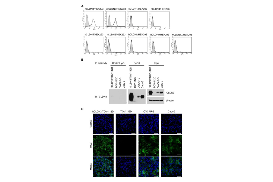 Development of Human Monoclonal Antibody for Claudin-3 Overexpressing Carcinoma Targeting
