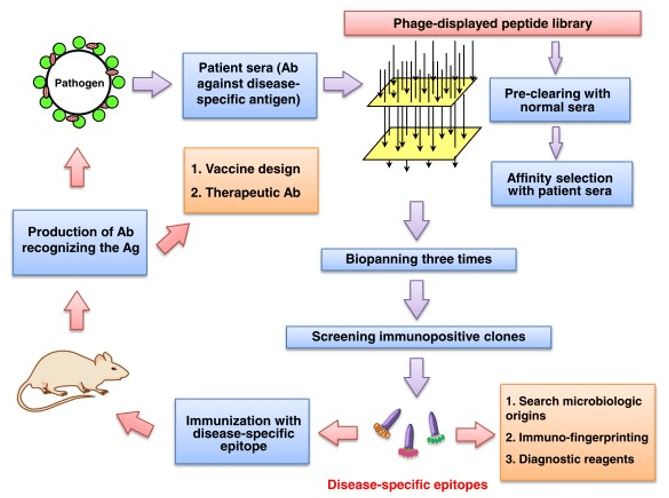 Disease-specific Peptides Discovery Service