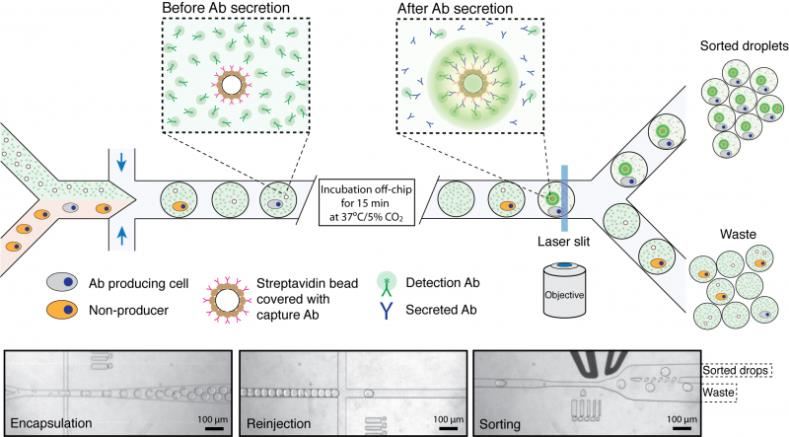 Droplet Microfluidics for Single Cell Isolation