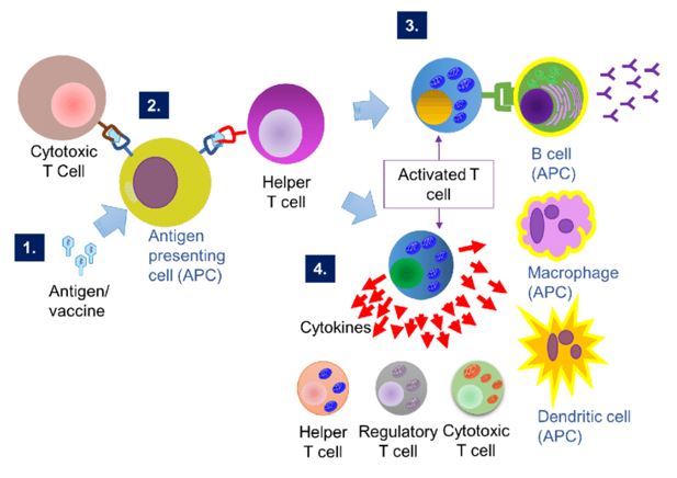 Cell-mediated immunity.