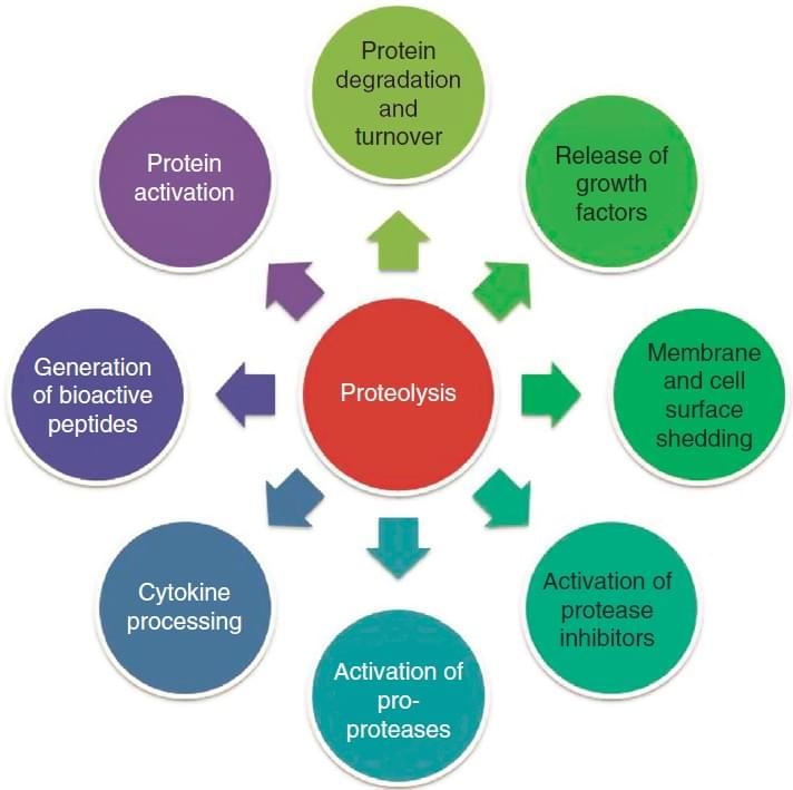 Endogenous Peptidome Analysis Service