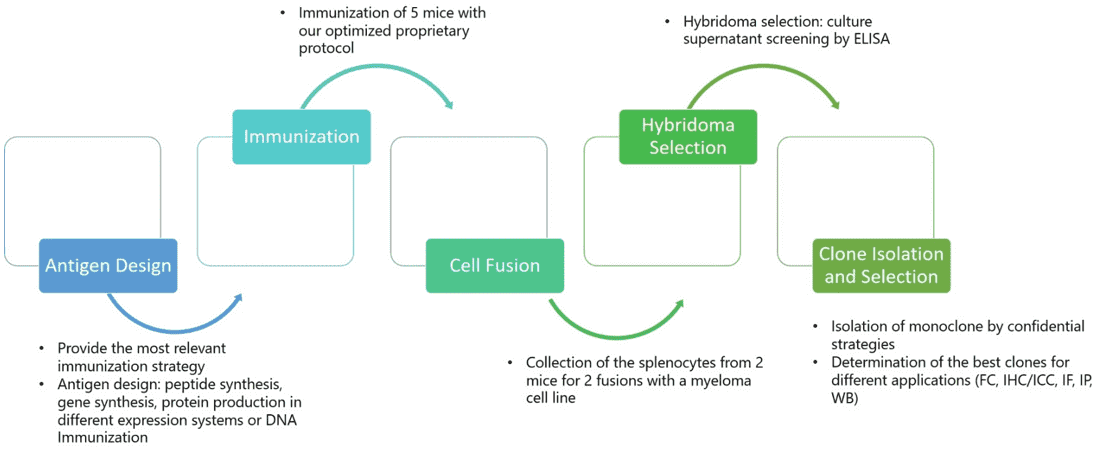 Fig.1 Hybridoma development services workflow. (Creative Biolabs Original)