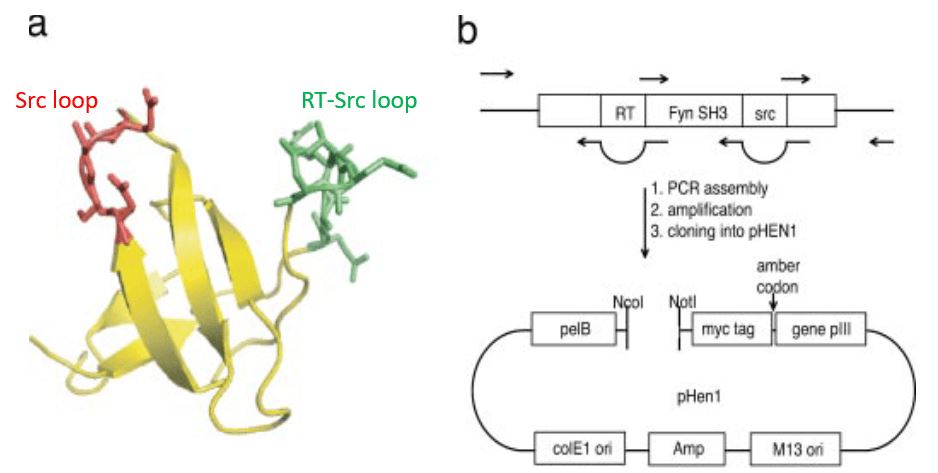 The Fyn SH3 protein structure and library cloning strategy. (Grabulovski, D.; et al. 2007)