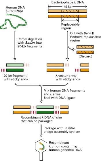 Fig 1. Construction of a genomic library of human DNA in a bacteriophage λ vector. (Berk et al. 2000)