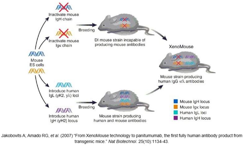 Construction of transgenic mouse strains.