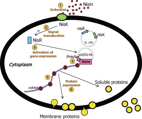 Nisin-controlled gene expression (NICE) system in L. lactis.