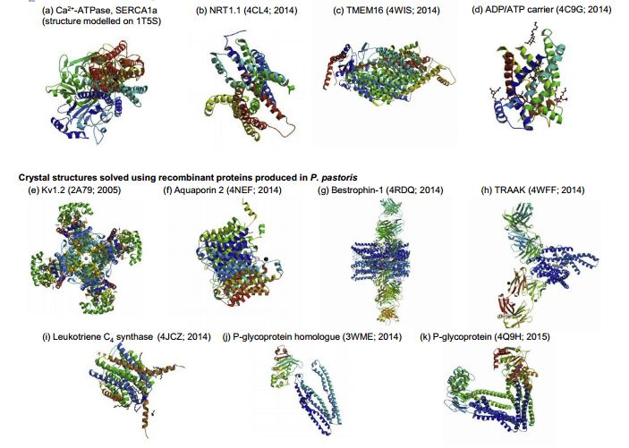Overview of recombinant transmembrane proteins produced in yeast cells