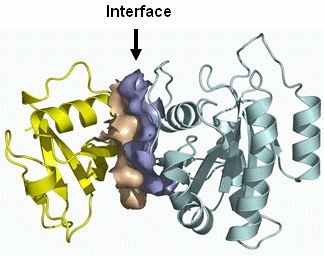 Modulating Protein Interactions by Rational and Computational Design