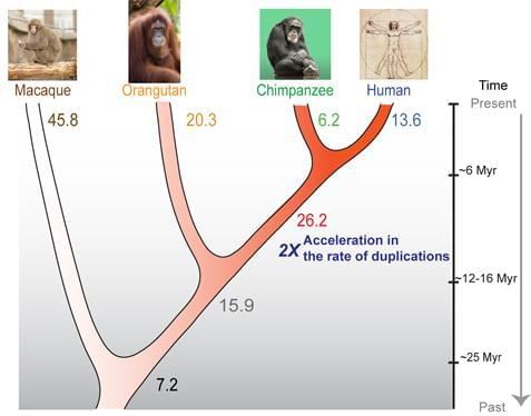 Humanization of Monkey (NHP) Antibodies