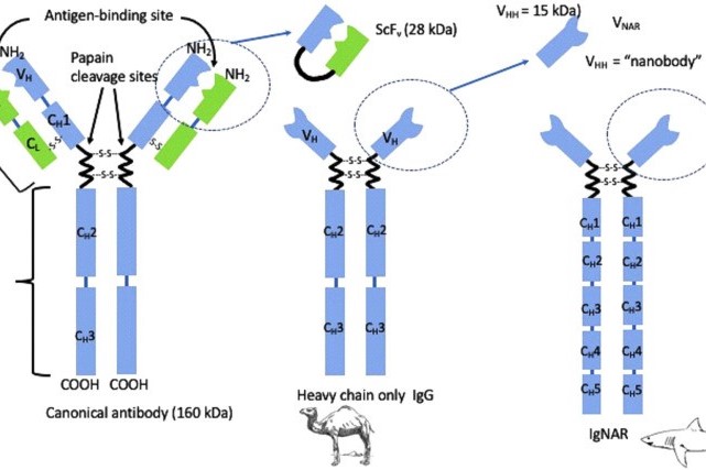 Diagnostic Potential of Single Domain Antibody Produced by Camel