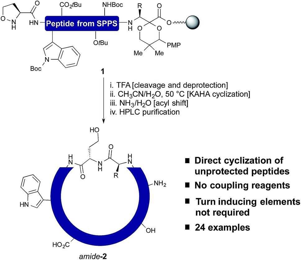 One step cleavage and cyclization of unprotected peptides with the KAHA ligation.