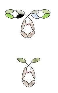 Typical antibodies (top) and camelid antibodies (bottom).