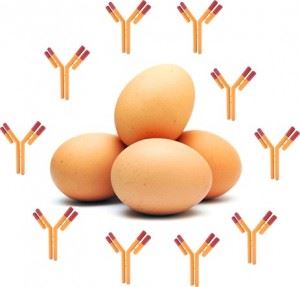 Native™ Chicken Anti-Membrane Protein Antibody Discovery