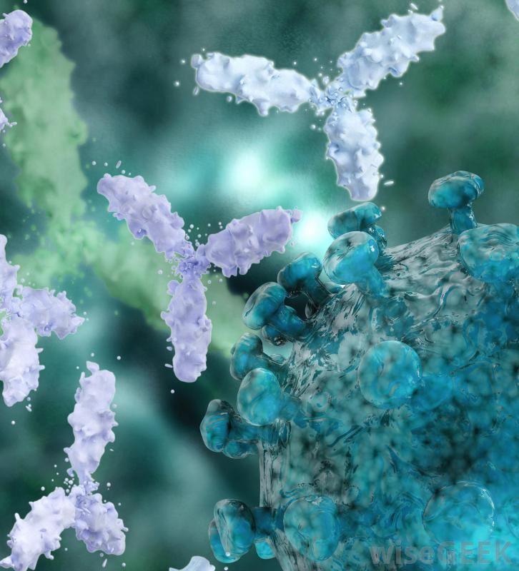 Native™ Dog Anti-Membrane Protein Antibody Discovery