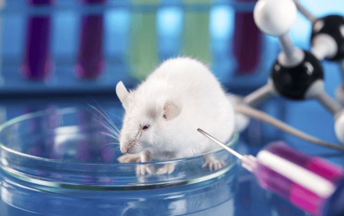 Native™ Rat Anti-Membrane Protein Antibody Discovery