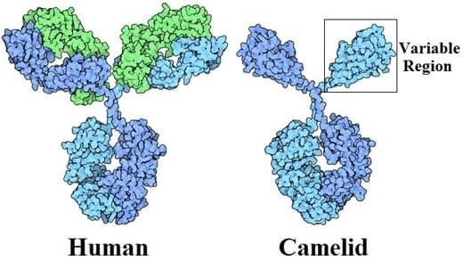 Fig.1 Comparison between Human antibody and Camelid antibody.