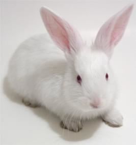 Native™ Rabbit Antibody Discovery Service