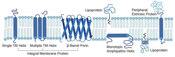 Membrane Protein. (Creative Biolabs)