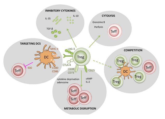 Putative mechanisms used by regulatory T cells (Caridade et al. 2013).