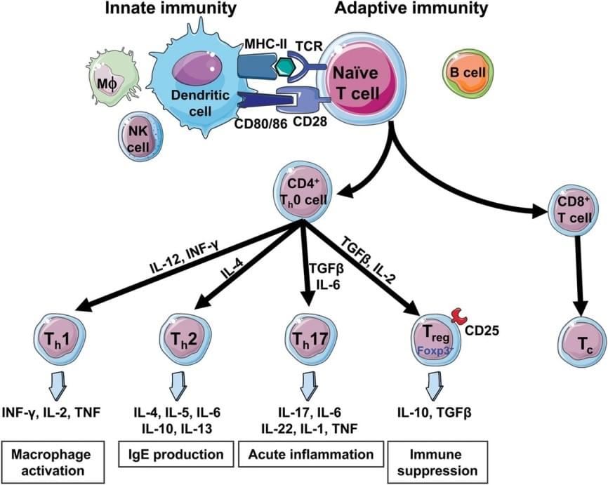 Proliferation and differentiation of naïve T cells upon stimulation by DCs. (Idris-Khodja et al. 2014)