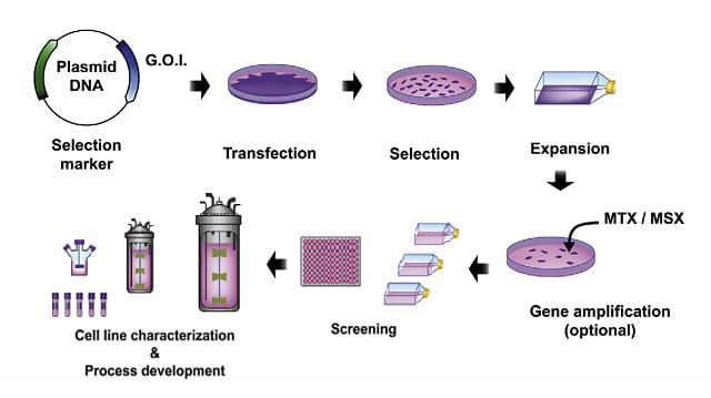 Stable-cell-line-generation