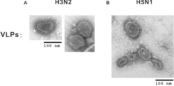 TEM micrographs of the VLP sample generated by mammalian cells system