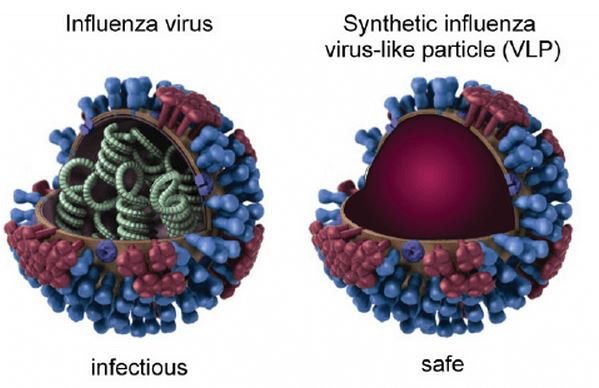The influenza virus structure (left) and synthetic influenza VLPs (right).