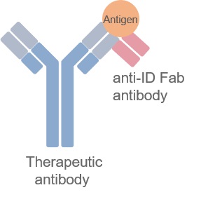 Binding mode of anti-idiotypic antibody detecting BOUND antibody.