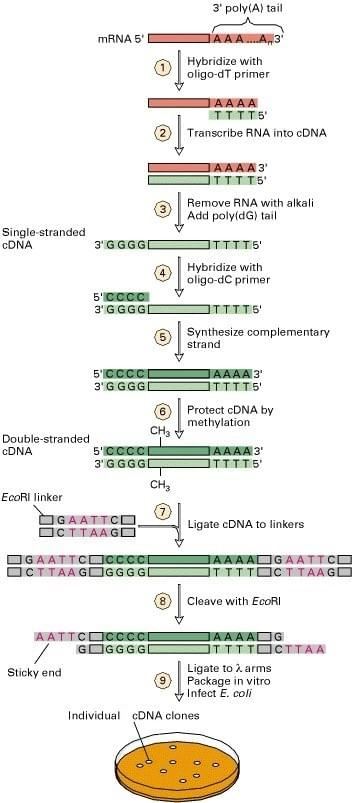 Fig 1. Preparation of a bacteriophage cDNA library. (Berk et al. 2000)