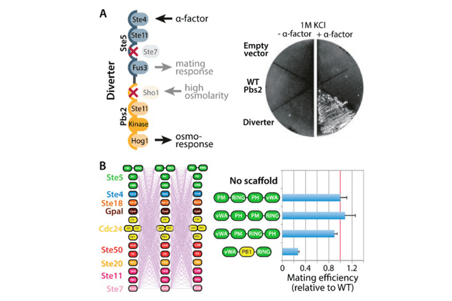 Conjugated Protein Domains as Engineered Scaffold Proteins