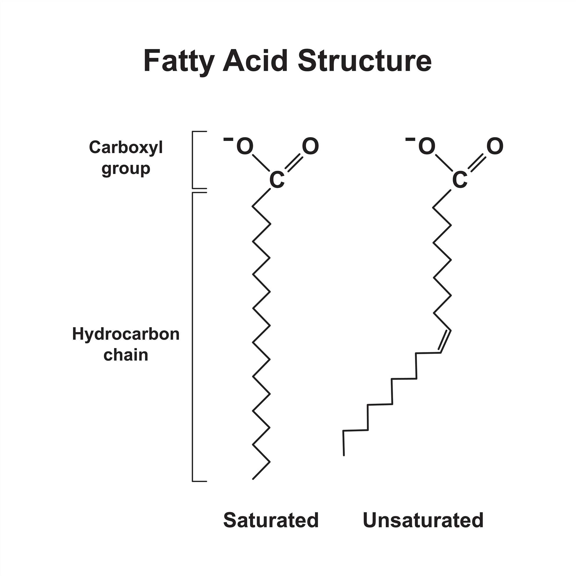Fatty Acylation-Specific Antibody Introduction