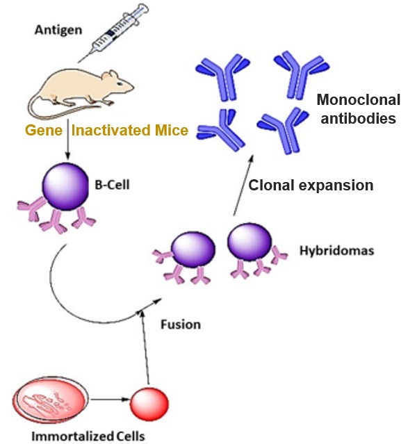 Fig.1 Hybridoma-based monoclonal antibody production in Gene Inactivated Mice. (Fatima, et al., 2021)